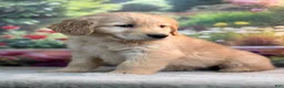 Golden Retriever dogs for sale: Neo - Ad 3