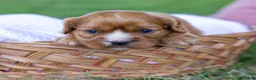 Cavalier King Charles Spaniel dogs for sale: Caramel  - Ad 5