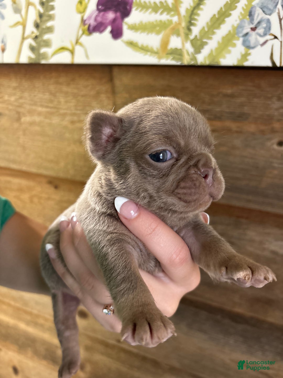 French Bulldog dogs for sale: Scarecrow - Ad 4