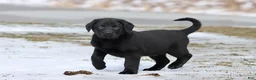 Labrador Retriever dogs for sale: Pork Chops - Ad 3