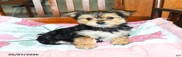 Morkie dogs for sale: Josephine - Ad 1