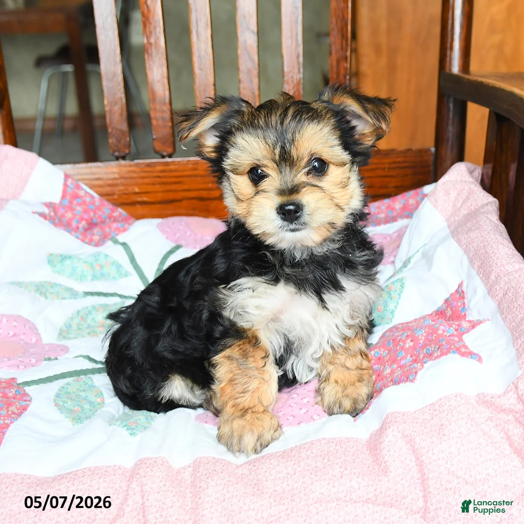 Morkie dogs for sale: Josephine - Ad 1