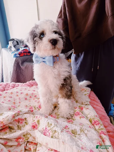 Gallery Image {{count}}