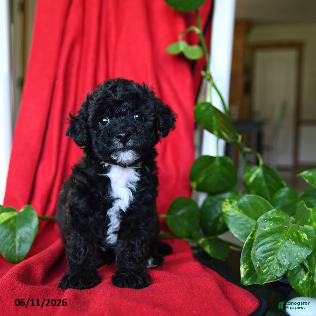 Bichpoo dogs for sale: Scout - Ad 2