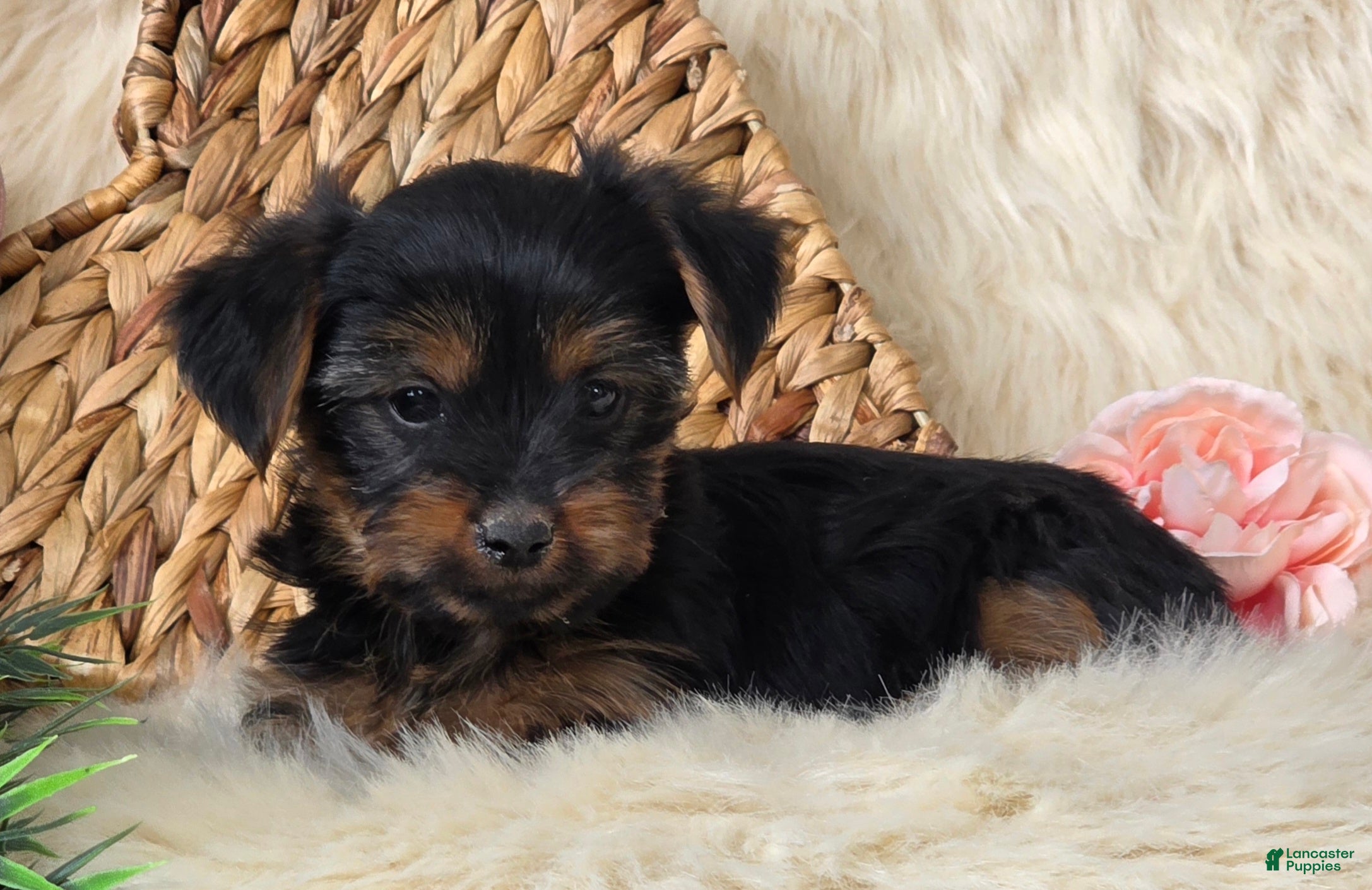 Yorkshire Terrier dogs Nutmeg  - Ad 2