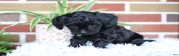 Cavapoo dogs for sale: Onyx - Ad 3