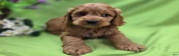 Cockapoo dogs for sale: Versace - Ad 7