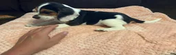 Beagle dogs for sale: Beagle 3 - Ad 3