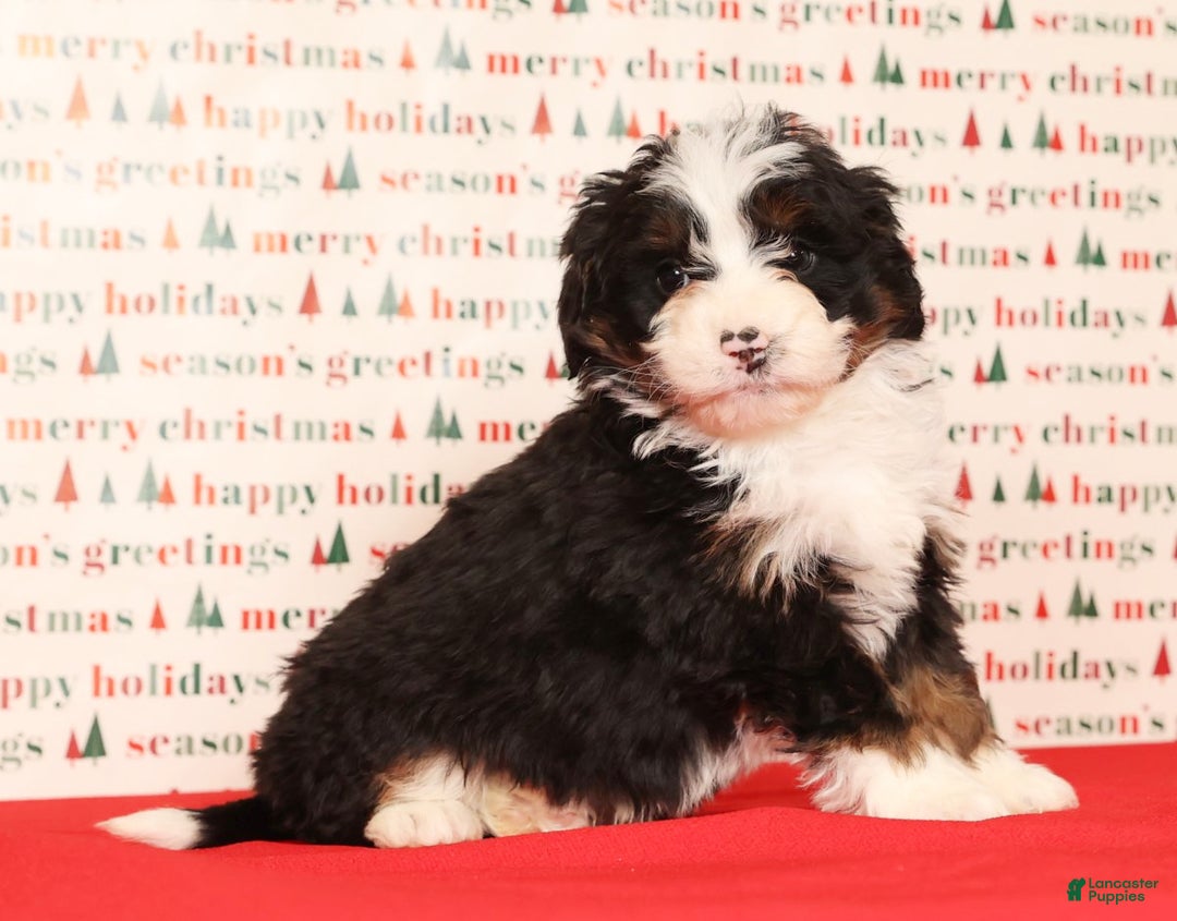 Mini Bernedoodle dogs for sale: Snickers - Ad 6