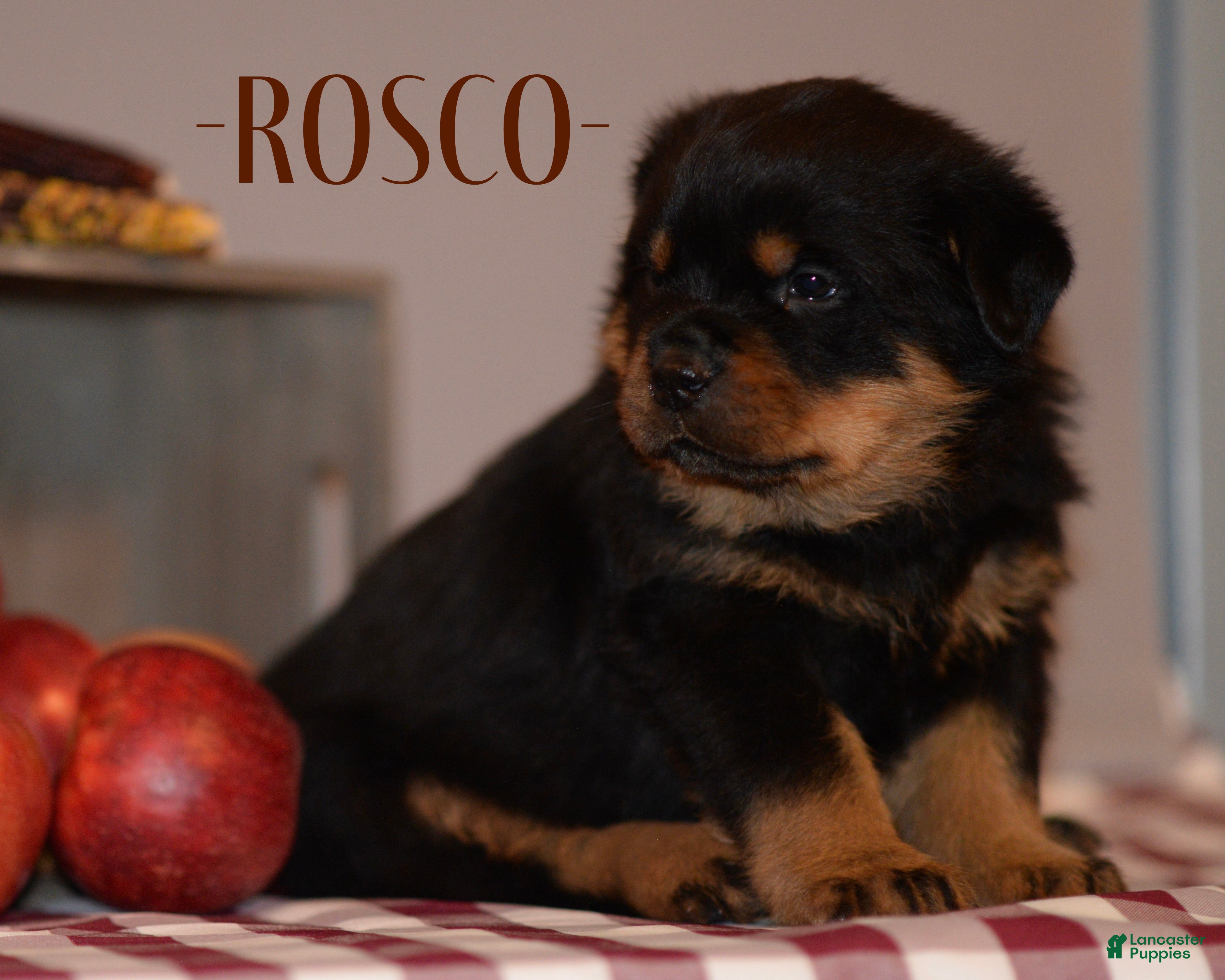 Rottweiler dogs Rosco - Ad 7