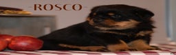 Rottweiler dogs for sale: Rosco - Ad 1