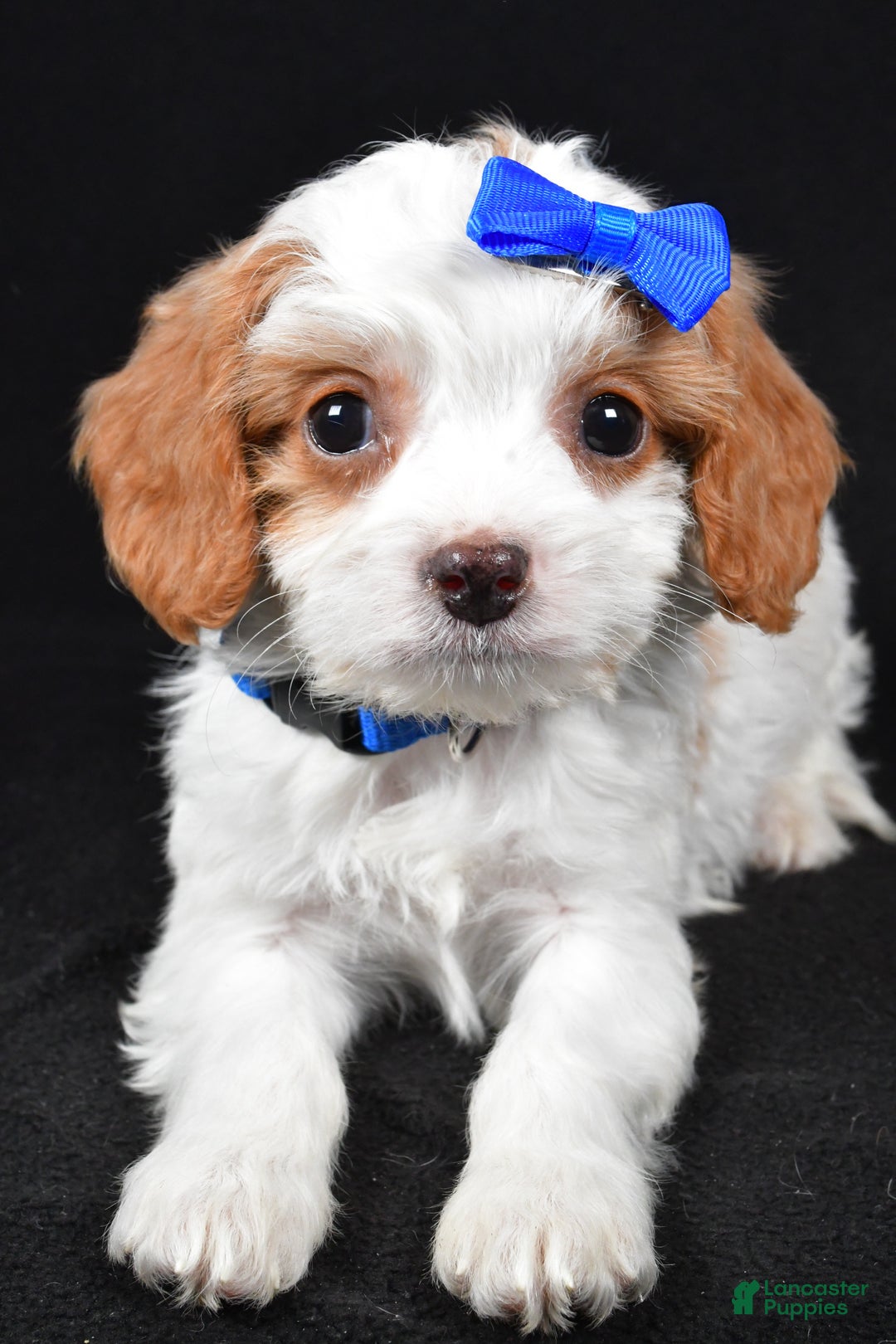 Cavapoo dogs for sale: Eddie - Ad 2