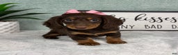 Miniature Dachshund dogs for sale: Demi - Ad 5