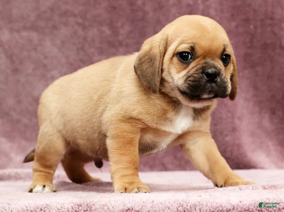Puggle dogs for sale: Charlie - Ad 4