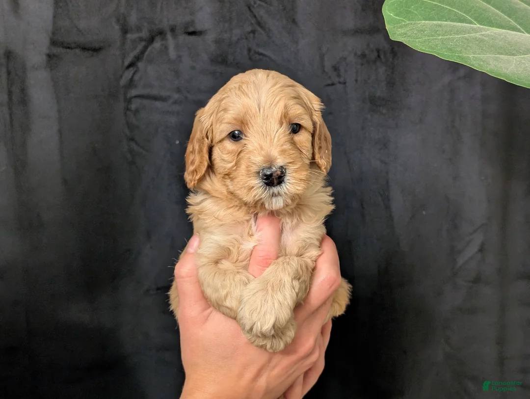 Cavapoo dogs for sale: Everest - Ad 4