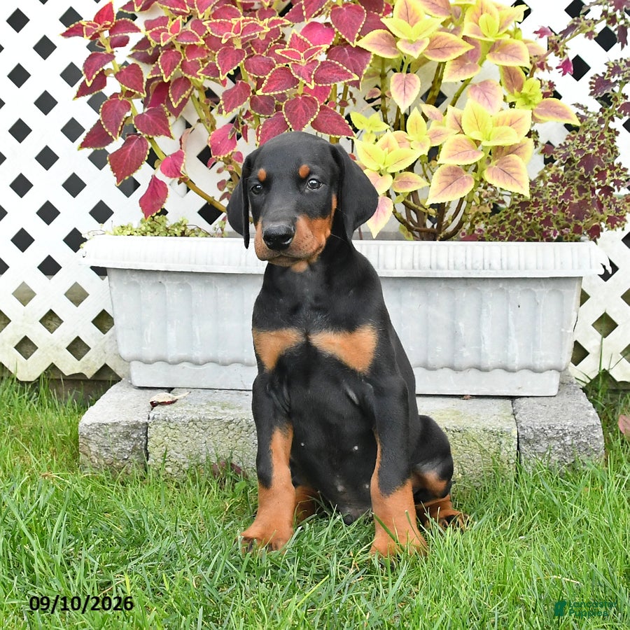 Doberman Pinscher dogs Prince   - Ad 1