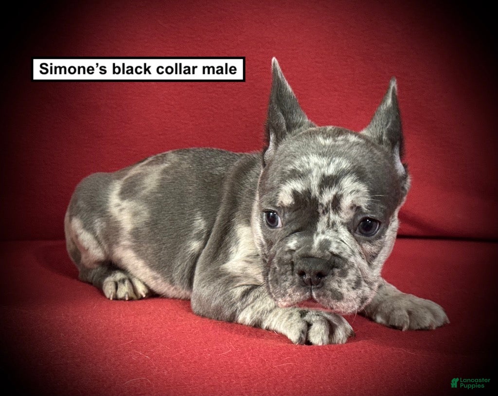 French Bulldog dogs AKC Simone's Black Collar Male - Ad 31