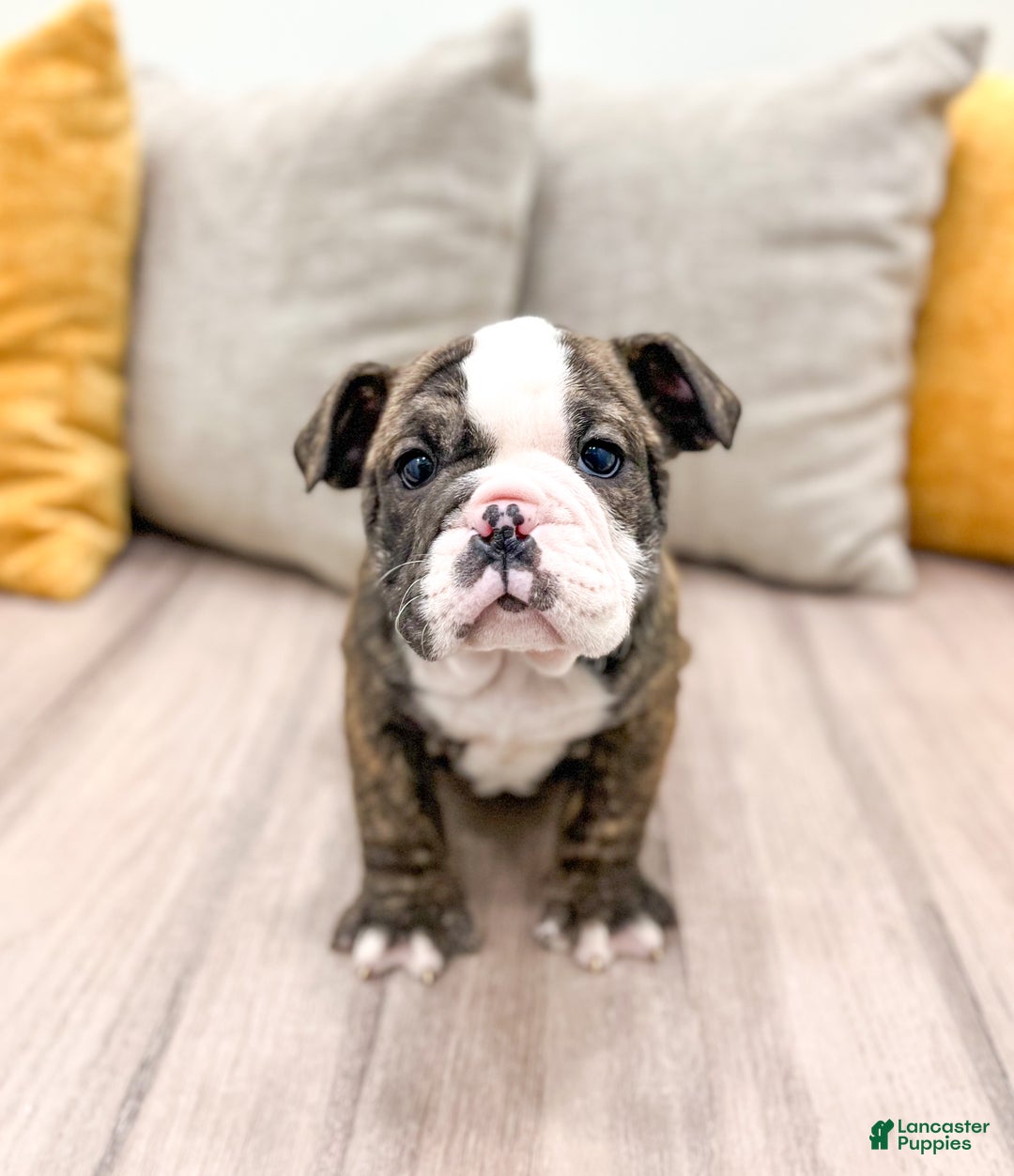 English Bulldog dogs for sale: Reba - Ad 1
