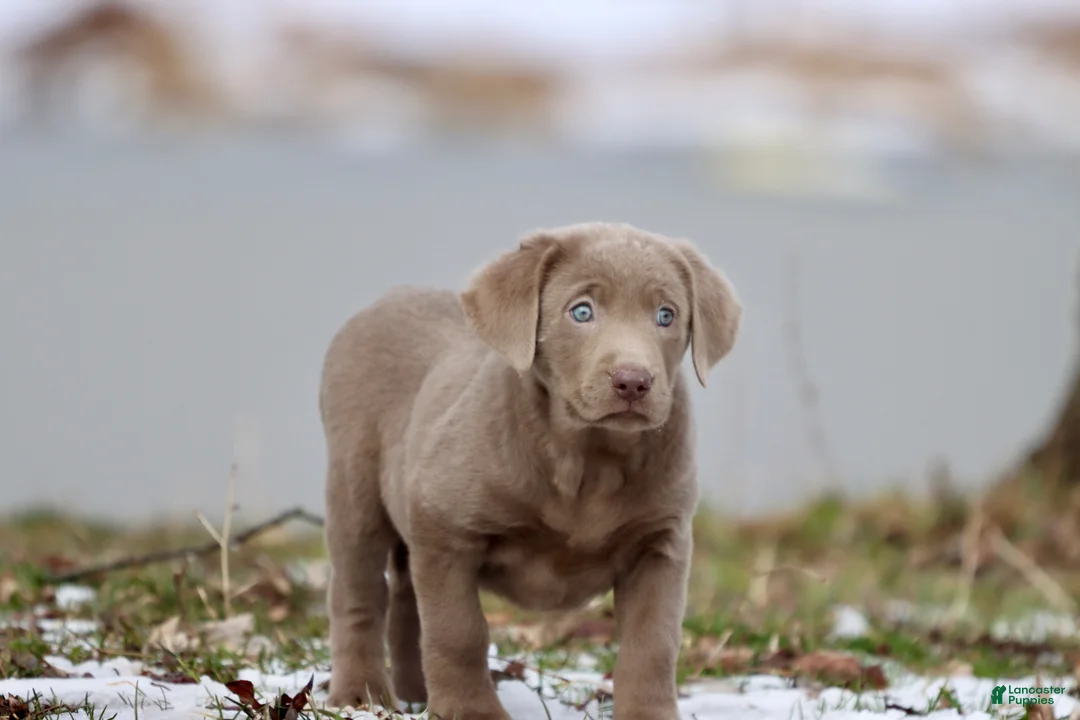 Labrador Retriever dogs for sale: Cola - Ad 2