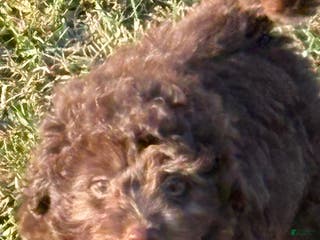 Miniature Labradoodle dogs Hank - Ad 16