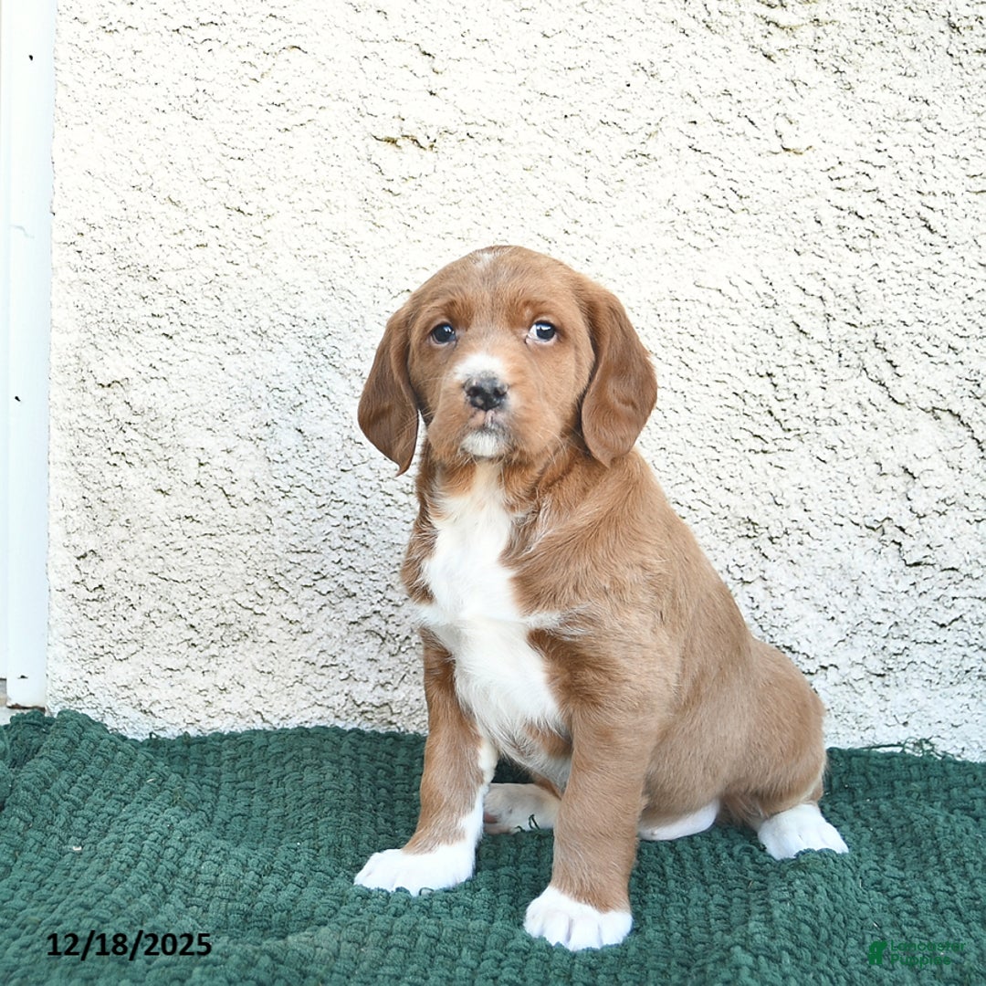 Labradoodle dogs for sale: Holiday  - Ad 2