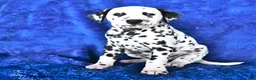 Dalmatian dogs for sale: Cookie - Ad 4