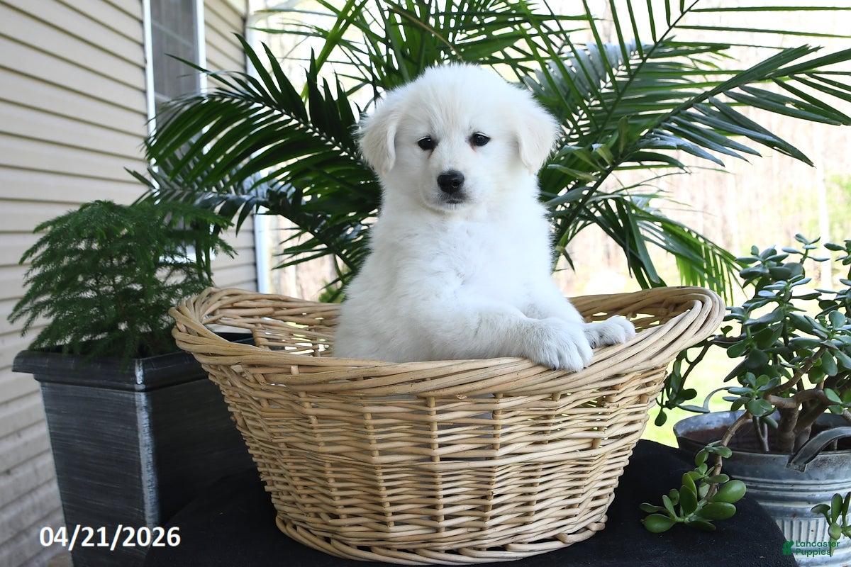 Samoyed dogs Daisy - Ad 1