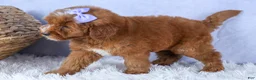 Mini Goldendoodle dogs for sale: 🐾 Meet Natasha – F2B Mini Goldendoodle Puppy 🐾 - Ad 14