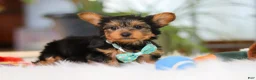 Yorkshire Terrier dogs for sale: Brady - Ad 5