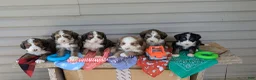 Bernedoodle dogs for sale: BEAR CUB - Ad 11