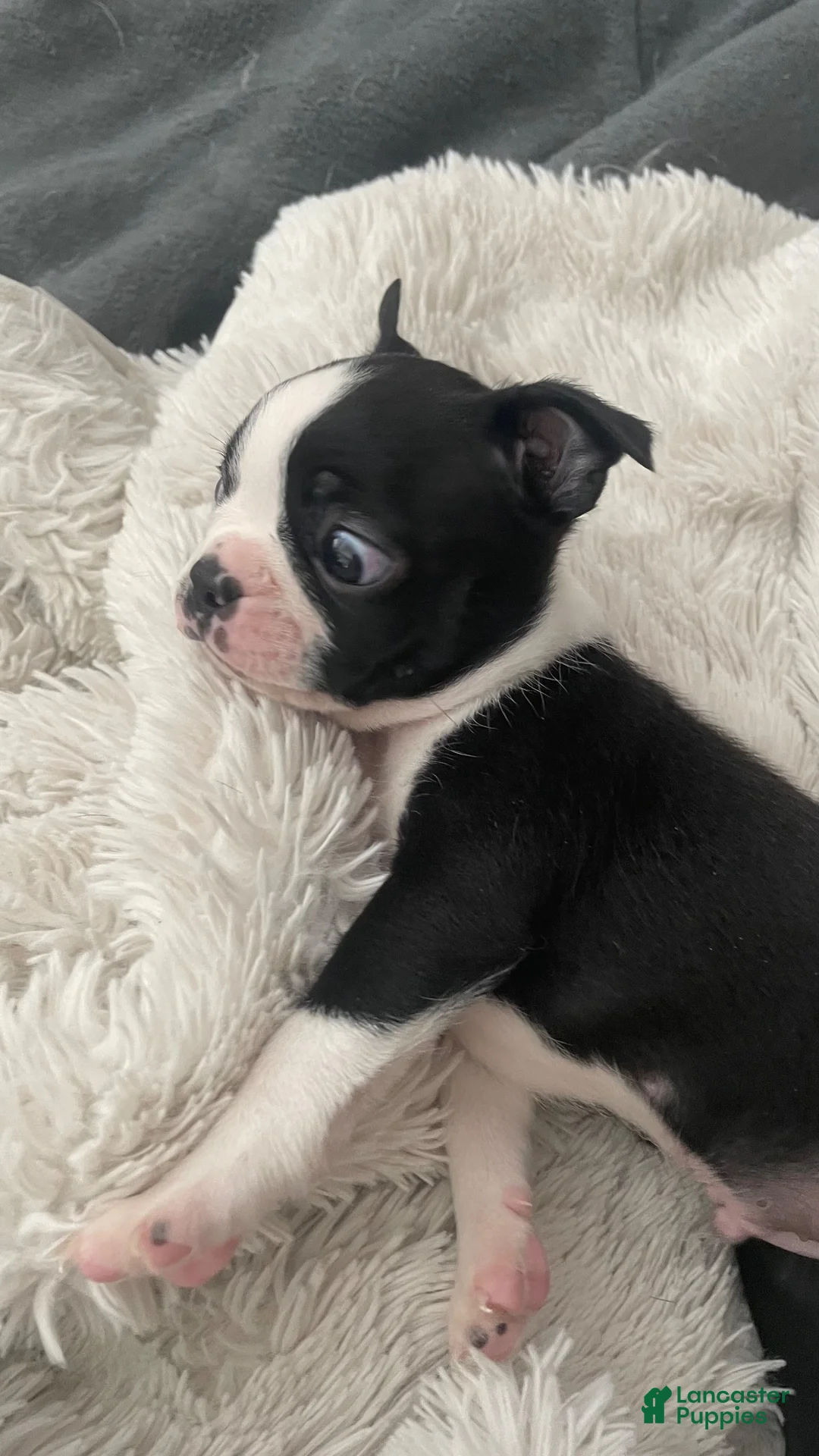 Boston Terrier dogs for sale: Dash - Ad 2