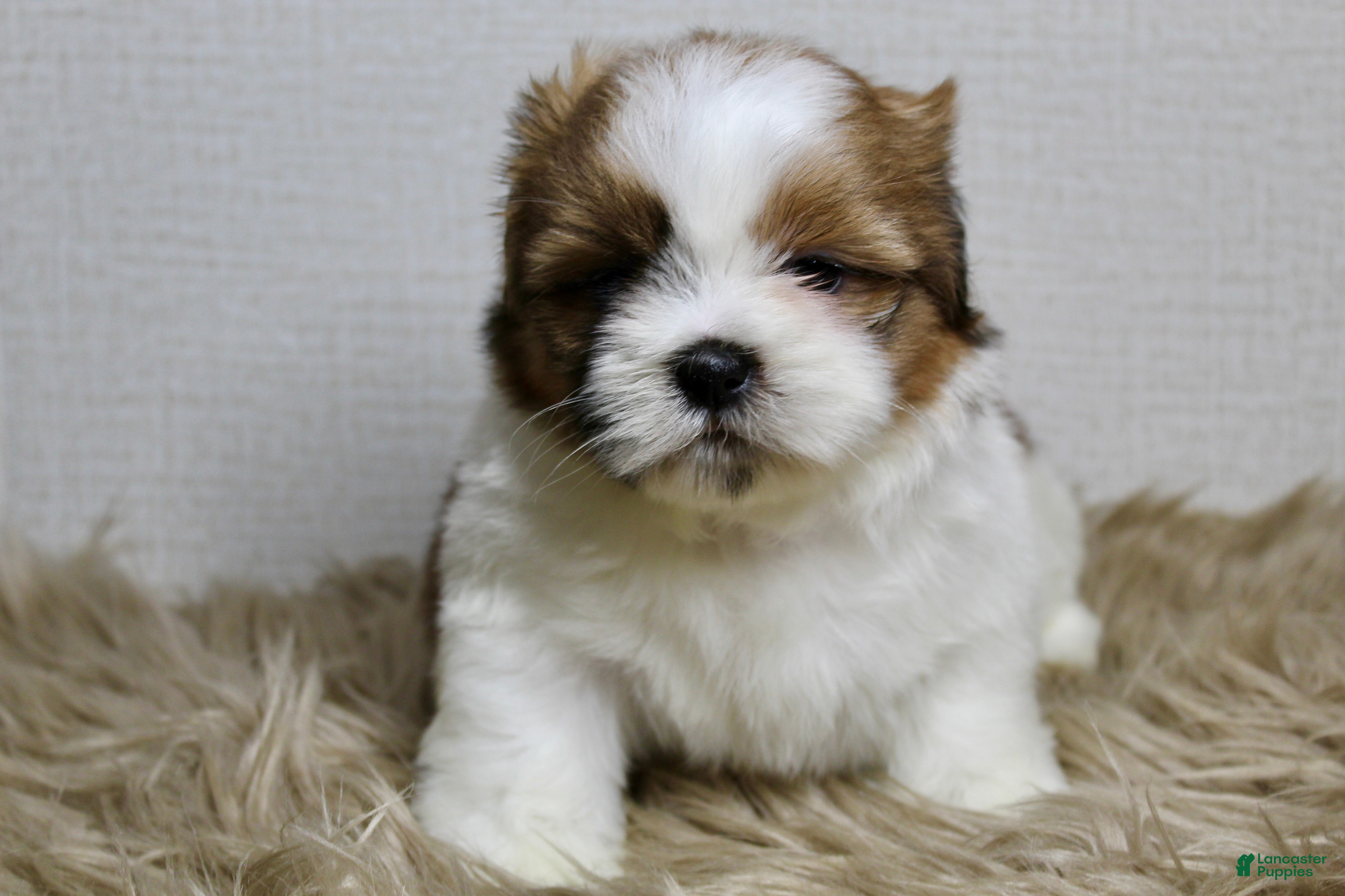 Shih Tzu dogs Cupcake - Ad 2