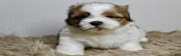 Shih Tzu dogs for sale: Cupcake - Ad 2