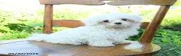 Maltese dogs for sale: Snowball - Ad 4