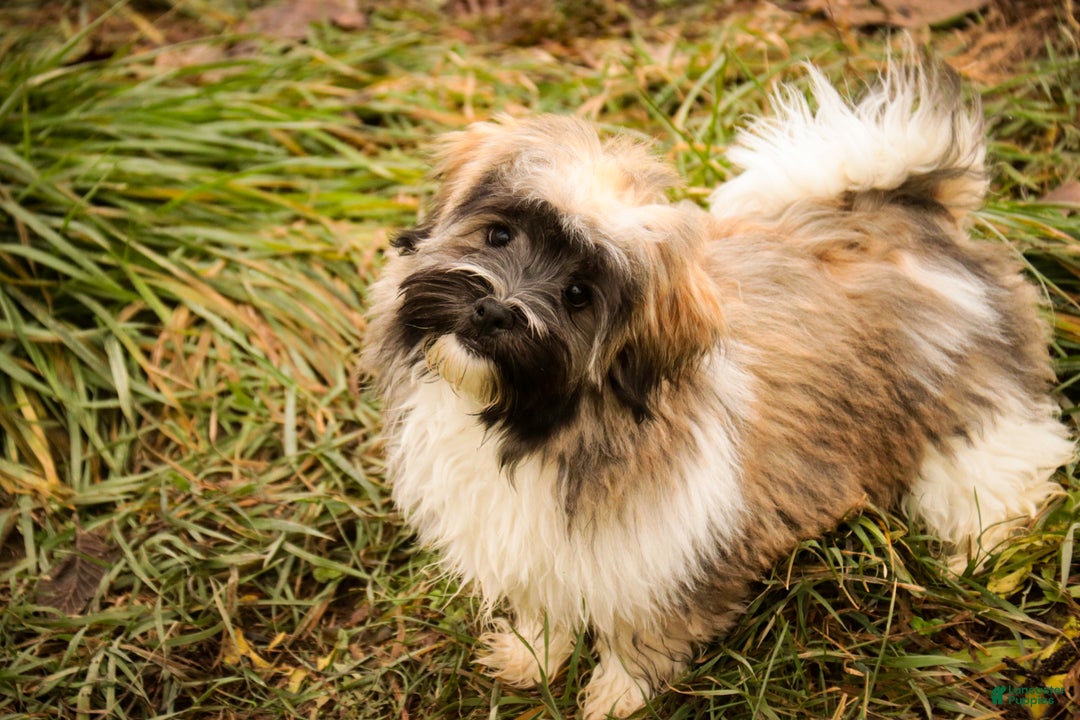 Havanese dogs for sale: Hoosier - Ad 5