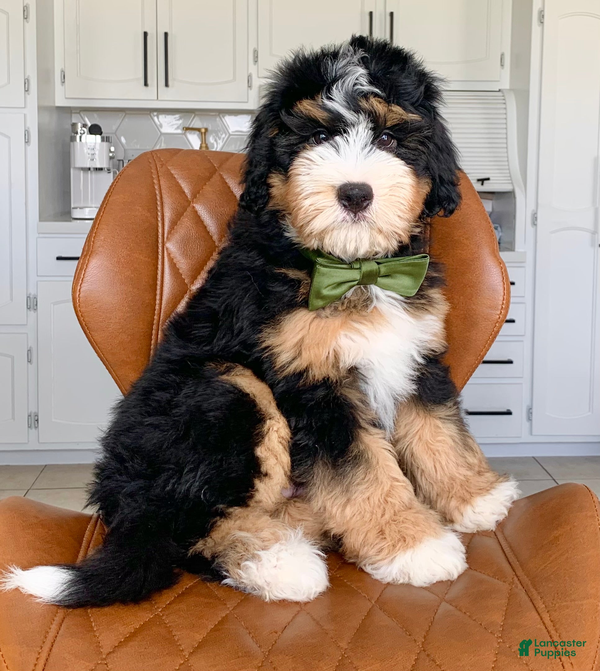 Bernedoodle dogs Rocky - Ad 2