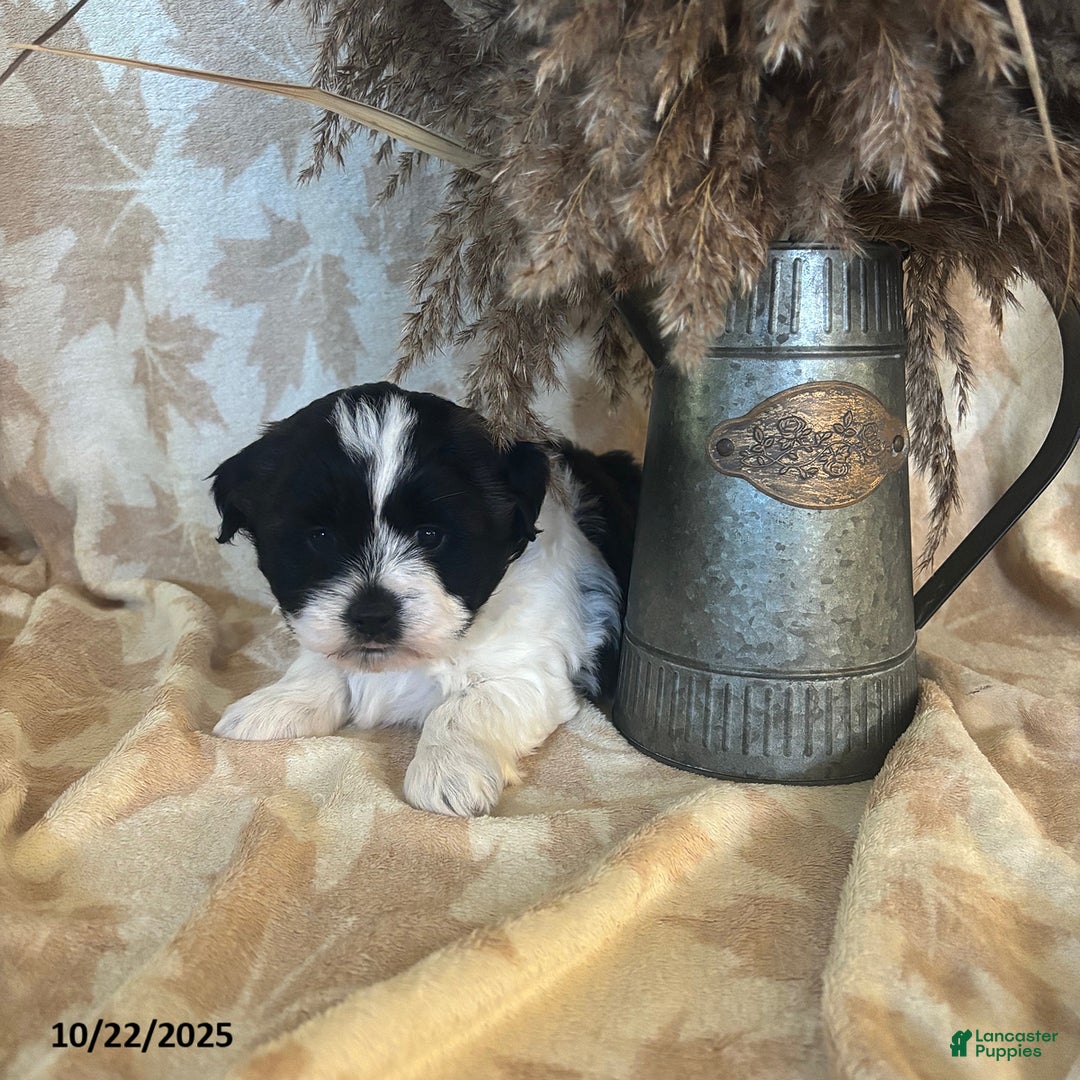 Teddy Bear dogs for sale: Ace - Ad 1