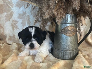 Teddy Bear dogs Ace - Ad 23