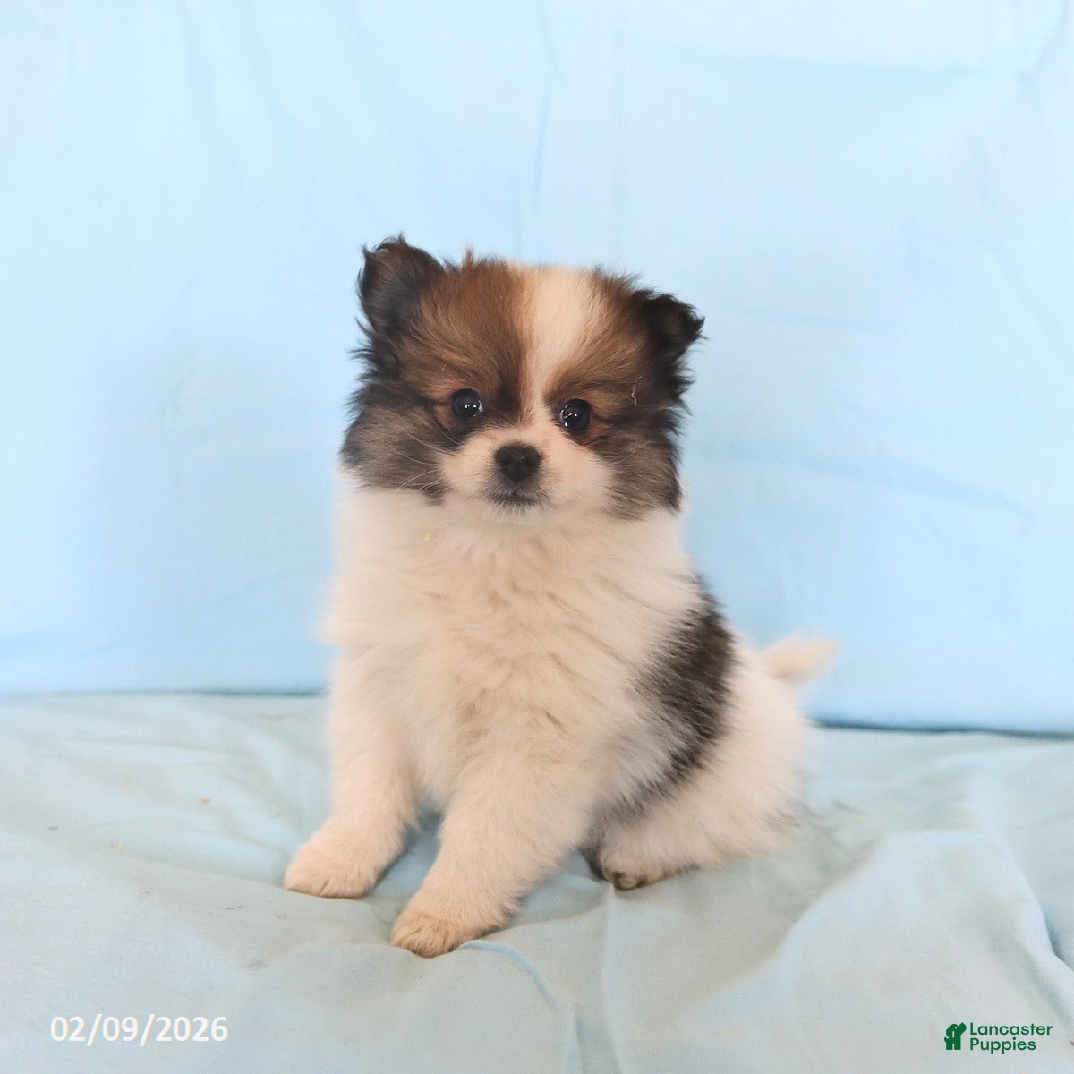 Pomeranian dogs Lyla - Ad 6