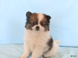 Pomeranian dogs Lyla - Ad 6