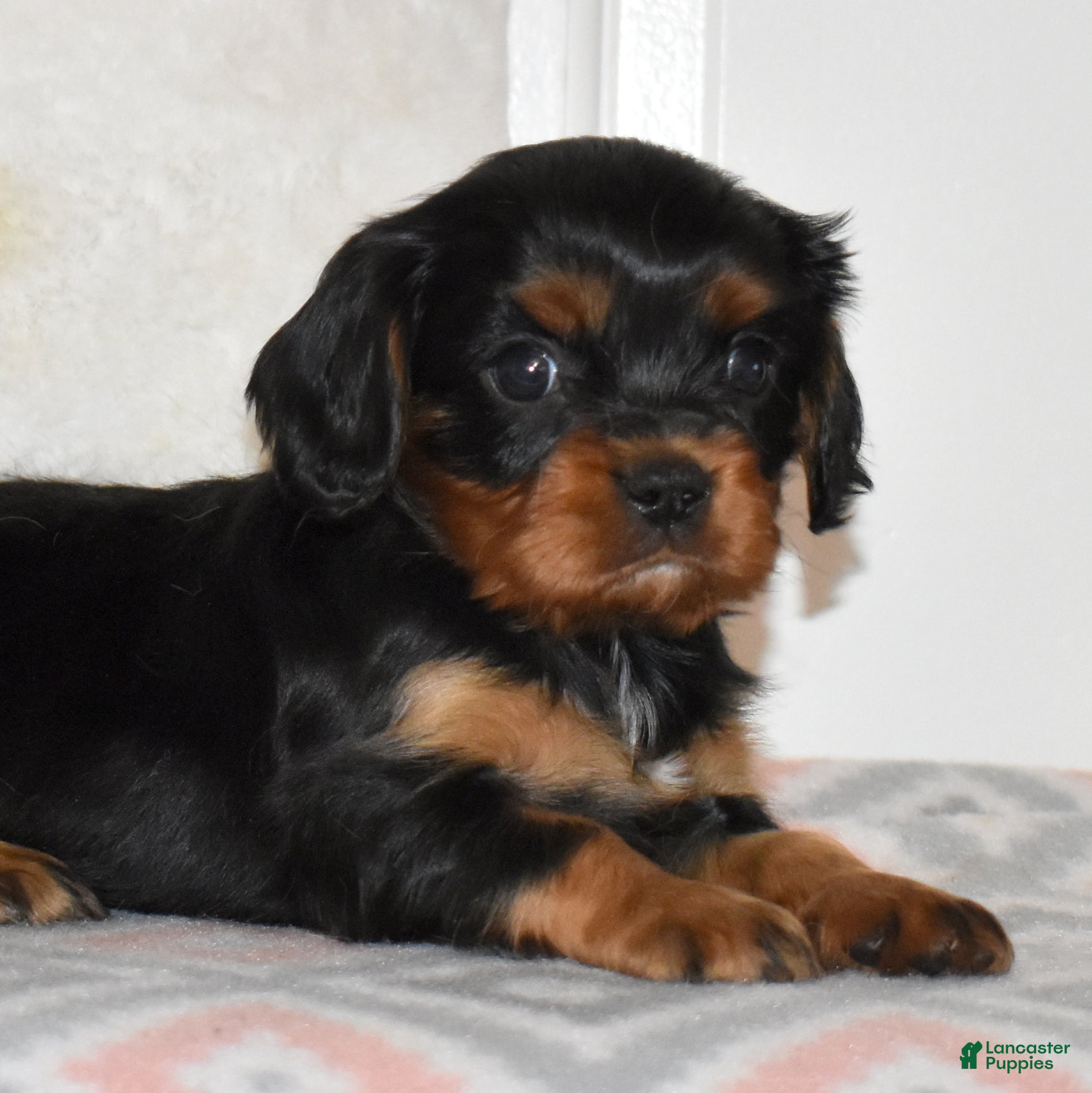 Cavalier King Charles Spaniel dogs Truffle  - Ad 1