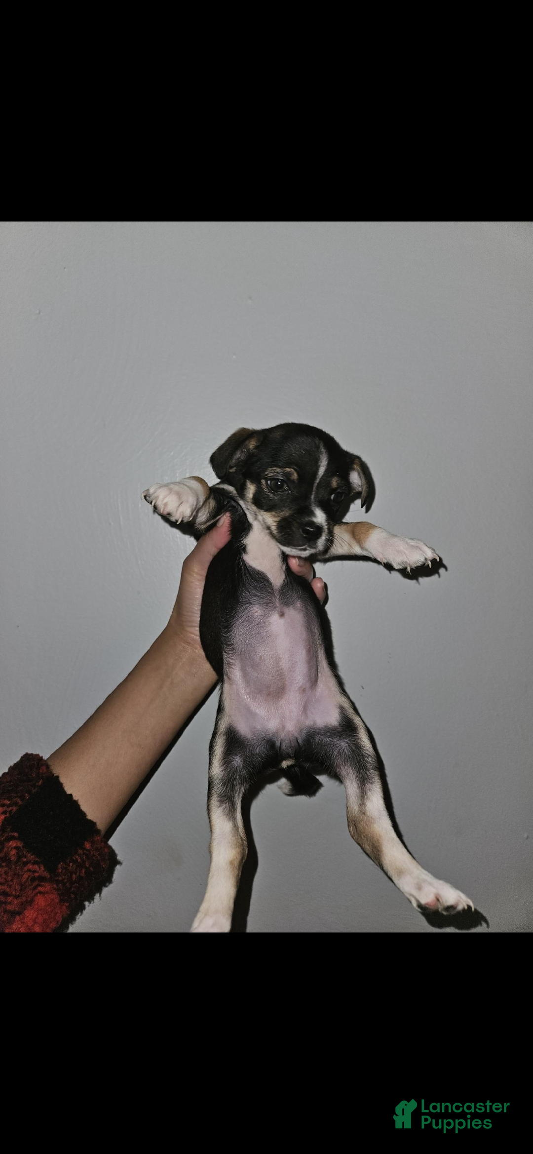 Chihuahua dogs for sale: Chihuahua Puppy 3 - Ad 5