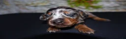Miniature Dachshund dogs for sale: Miniature Dachshund Puppy 4 - Ad 12