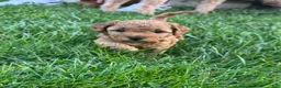 Mini Goldendoodle dogs for sale: Scarlett - Ad 5
