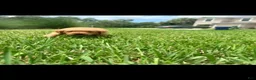Golden Retriever dogs for sale: Golden Retriever Carmela - Ad 2