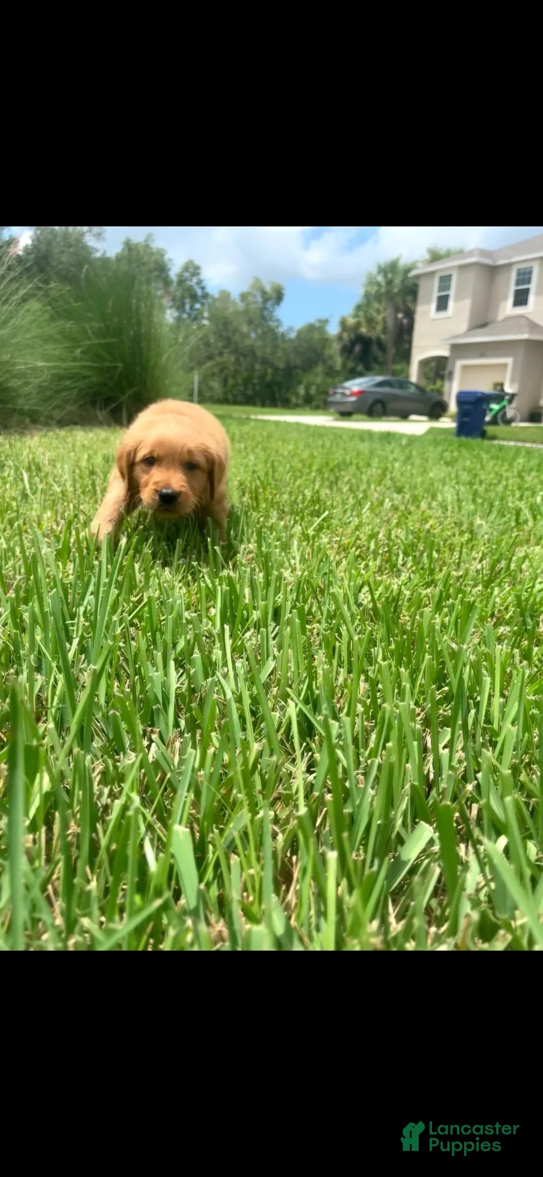 Golden Retriever dogs for sale: Golden Retriever Carmela - Ad 2