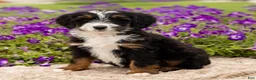 Mini Bernedoodle dogs for sale: Duke - Ad 1