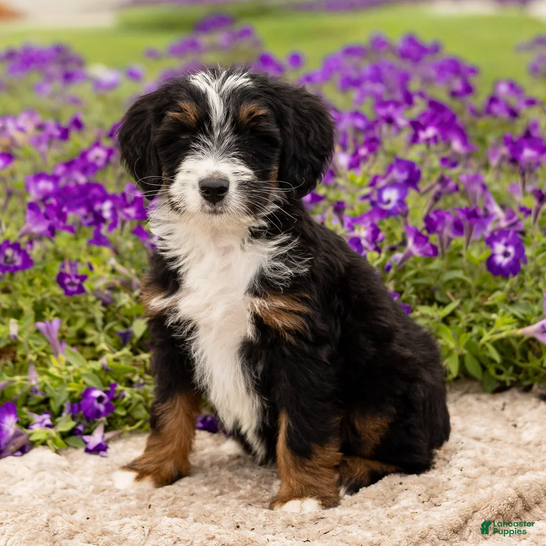 Mini Bernedoodle dogs for sale: Duke - Ad 1