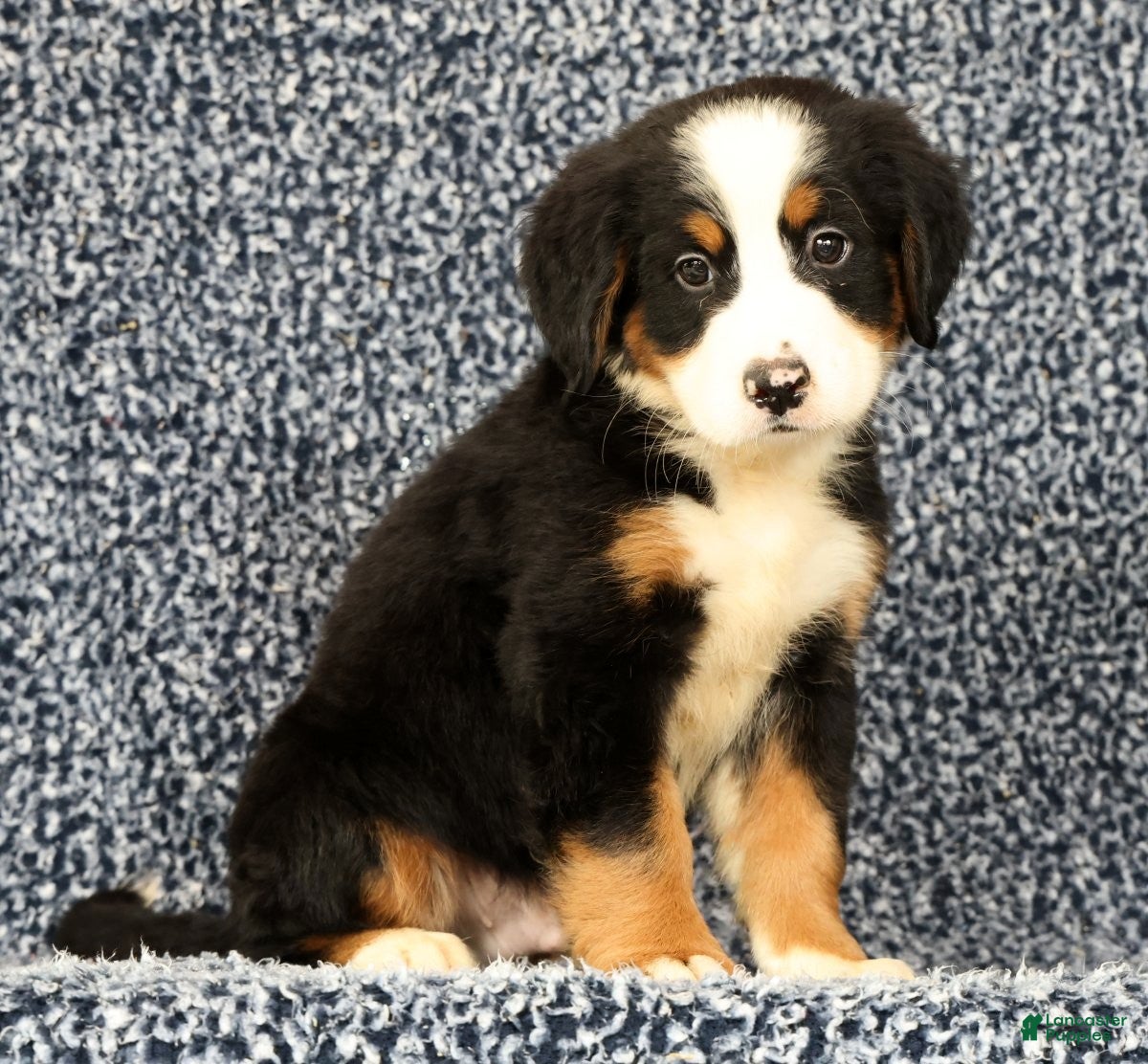 Bernese Mountain Dog dogs Chevy - Ad 1