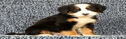 Bernese Mountain Dog dogs for sale: Chevy - Ad 1
